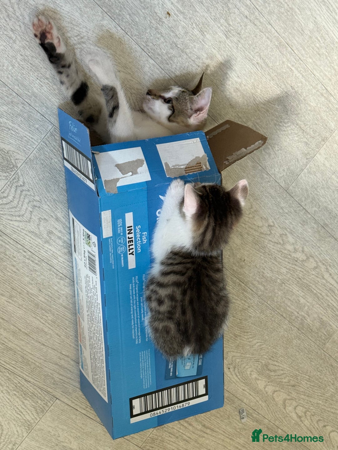 Mixed Breed cats for sale: Little Hand Reared Pops Needs His Forever Home - Advert 5