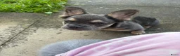 French Bulldog dogs for sale: Chloe in Wigan - Advert 4