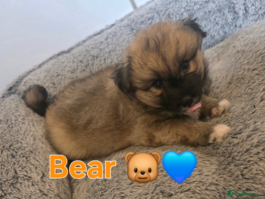 Pomsky dogs for sale: Pomsky puppy GIRL **READY for her new 🏡** - Image 8