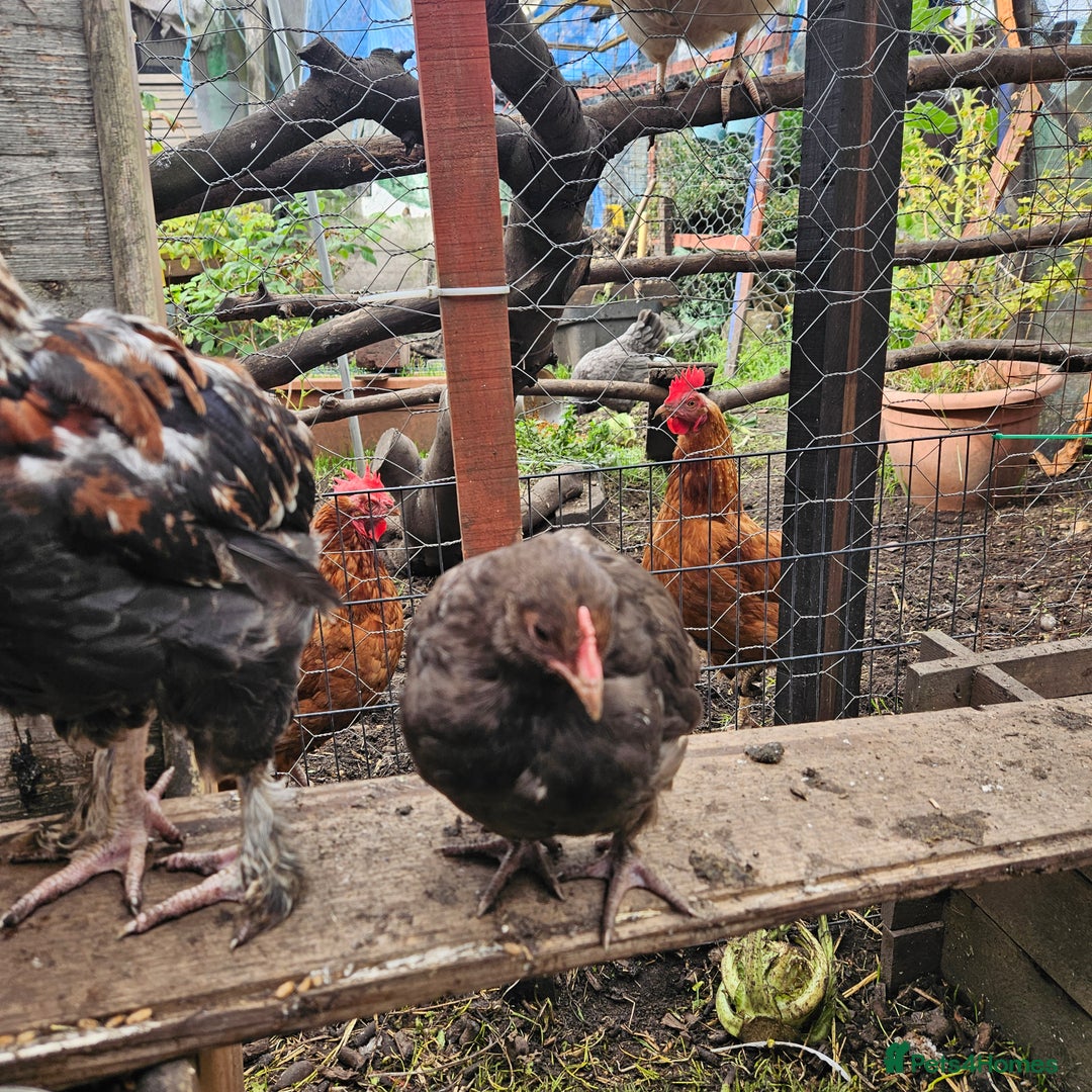 Chickens poultry for sale: Rooster Salmon Faverolle, Choc Bantam,Cream Legbar - Image 2