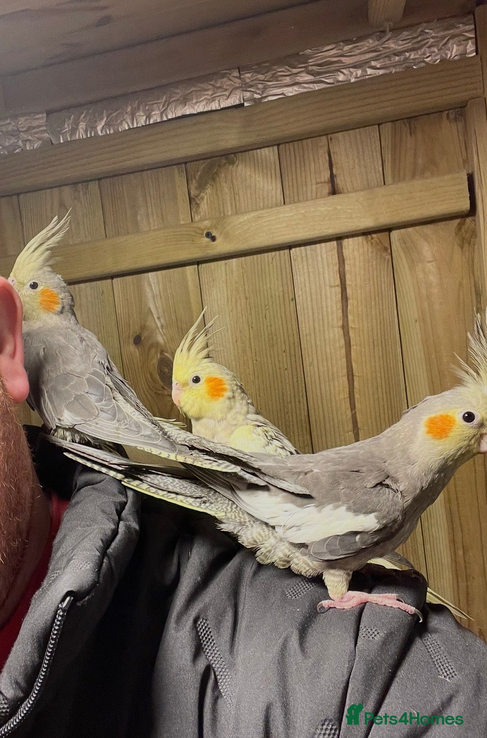 Cockatiels birds Hand tamed Cockatiels  - Advert 1