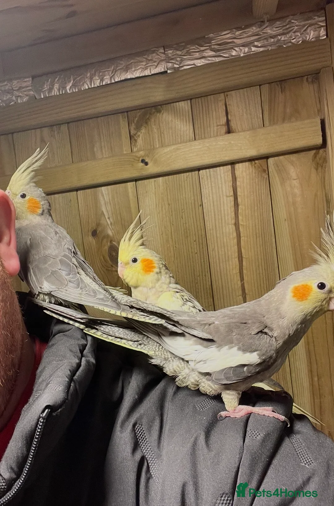 Cockatiels birds for sale: Hand tamed Cockatiels  - Advert 1