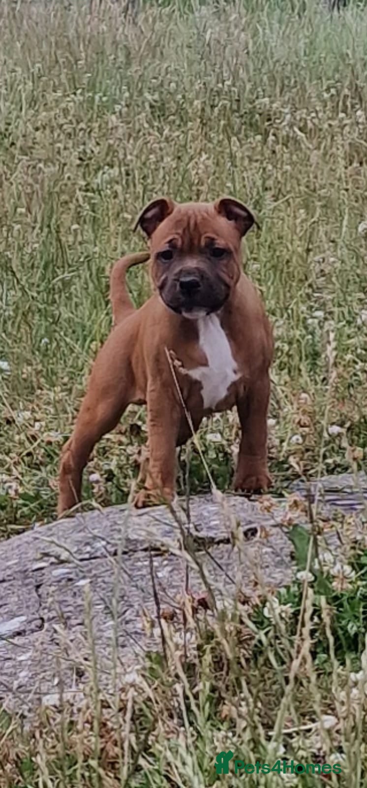 Staffordshire Bull Terrier dogs STUNNING RED MALE KC STAFFORDSHIRE BULL TERRIER  - Advert 1