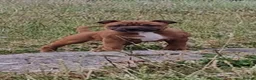 Staffordshire Bull Terrier dogs for sale: STUNNING RED MALE KC STAFFORDSHIRE BULL TERRIER  - Advert 1