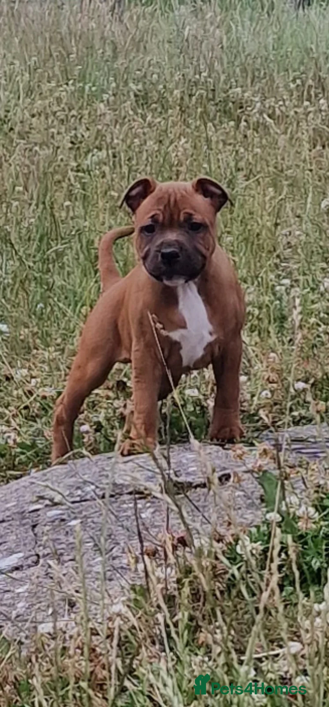 Staffordshire Bull Terrier dogs for sale: STUNNING RED MALE KC STAFFORDSHIRE BULL TERRIER  - Advert 1