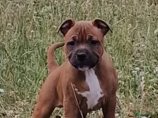 Staffordshire Bull Terrier dogs STUNNING RED MALE KC STAFFORDSHIRE BULL TERRIER - Advert 1