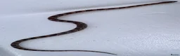 Corn Snake reptiles for sale: Baby Corn Snakes 🐍  - Advert 18