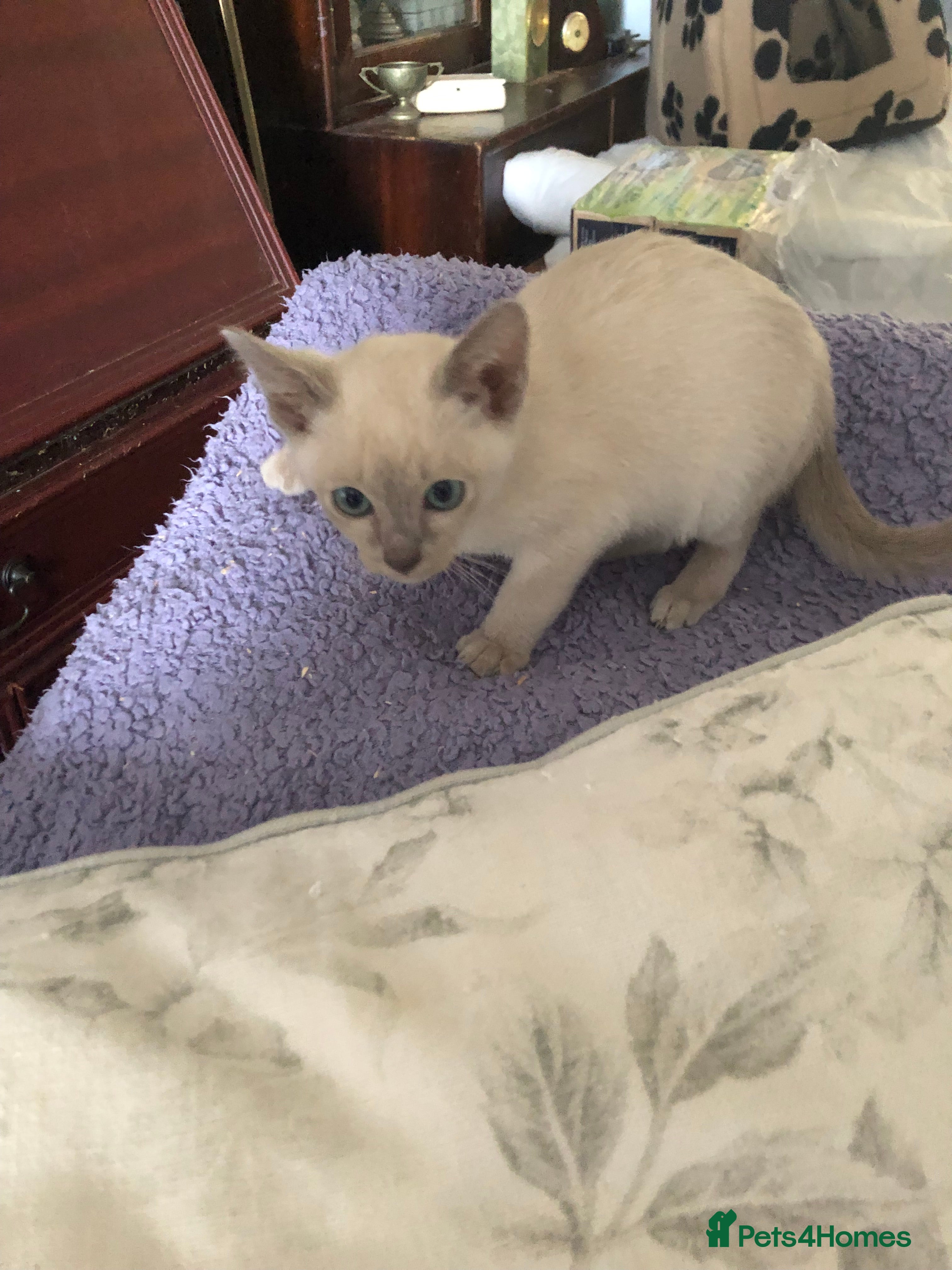 Tonkinese cats Tonkinese  - Advert 4