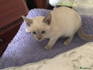 Tonkinese cats Tonkinese - Advert 4