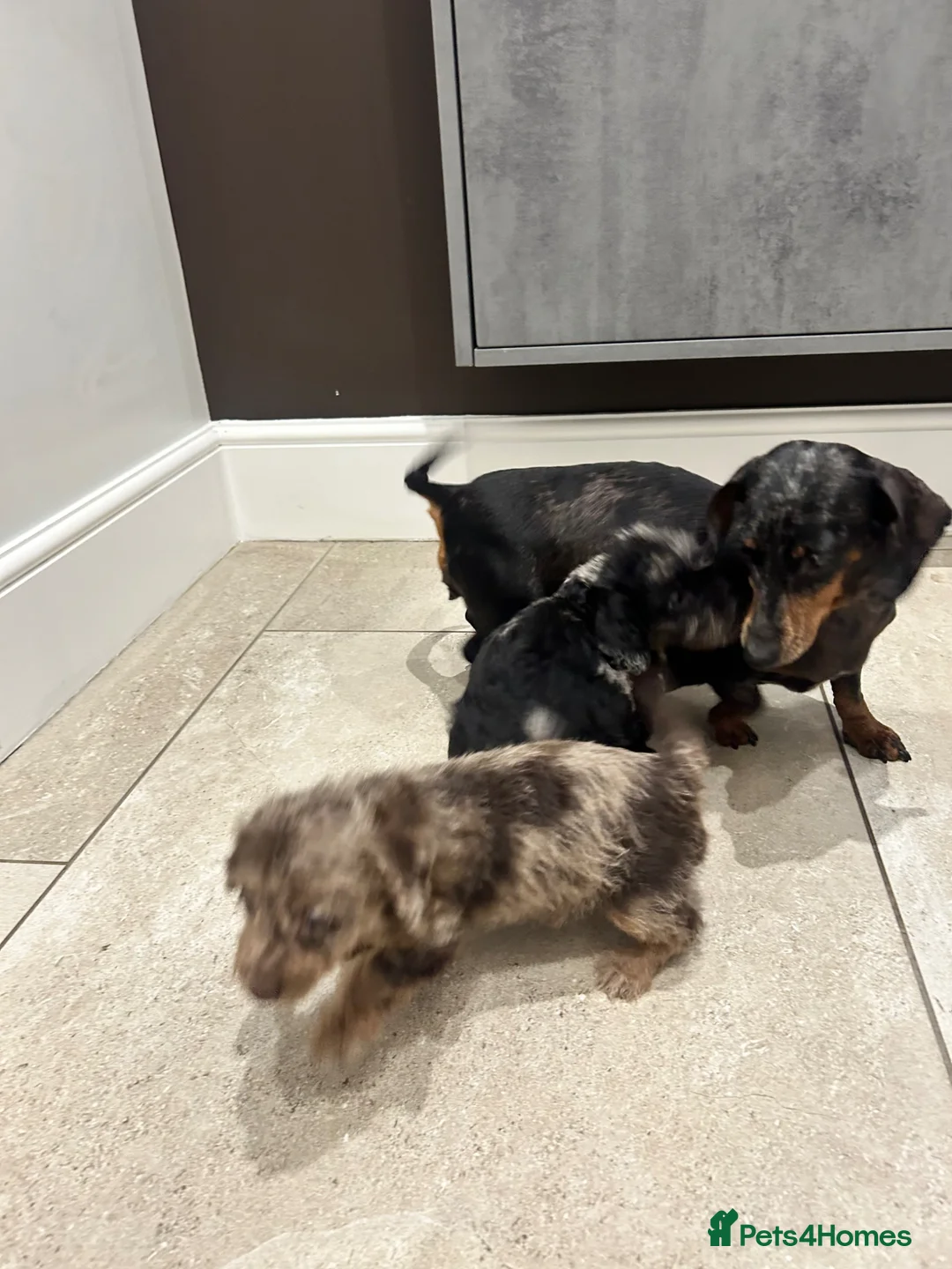 Doxiepoo dogs for sale: Daxipoo puppy (dachshund X poodle)  - Advert 5