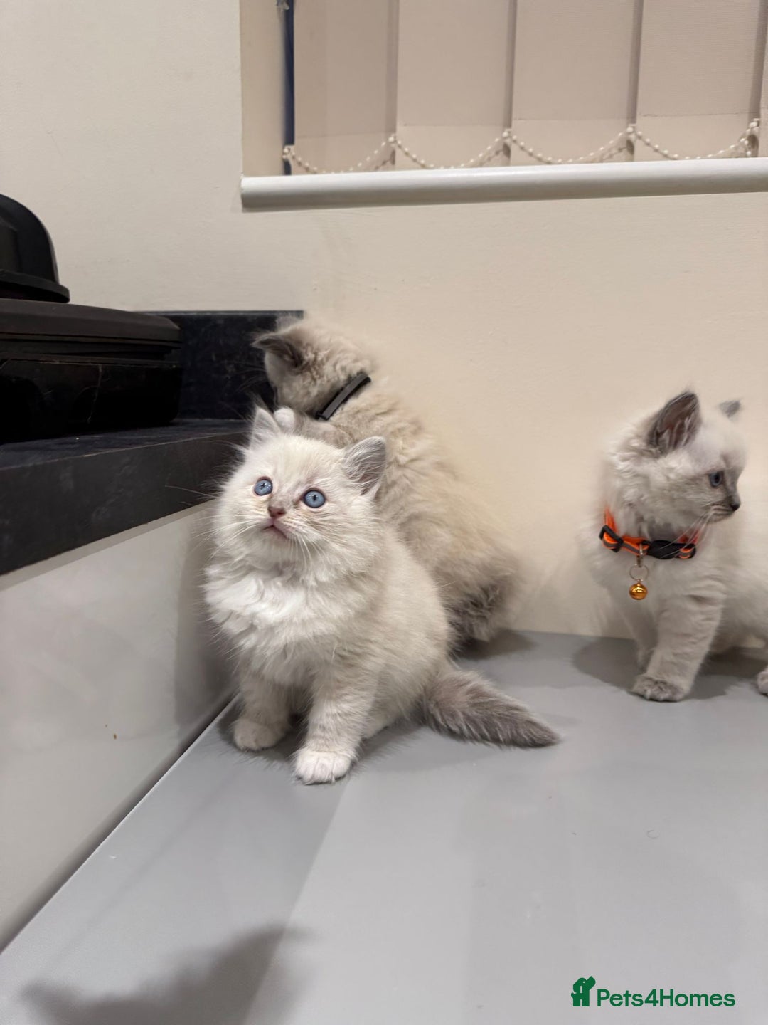 Ragdoll cats for sale: Adorable Pure Ragdoll Kittens - Advert 13