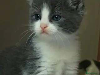 Mixed Breed cats Cute kittens - Advert 1