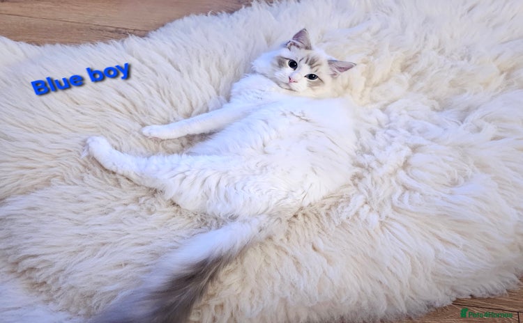 Ragdoll cats - Advert 4