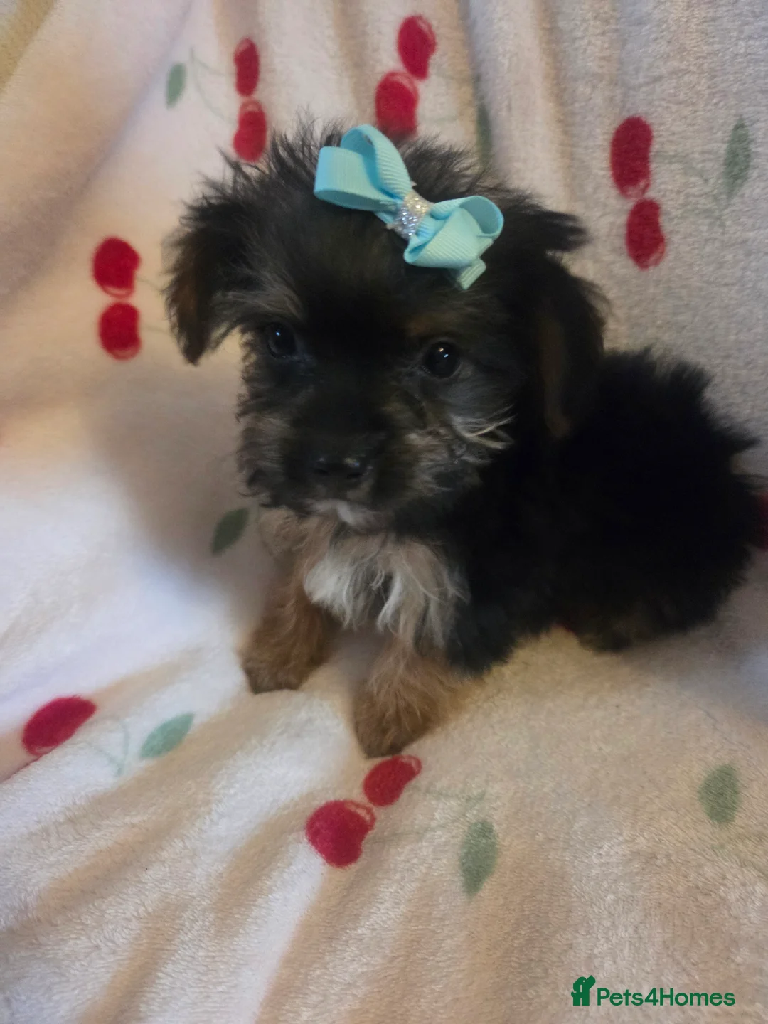Mixed Breed dogs for sale: Yorkshireterrier xjackrussell  - Advert 17