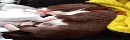 Sprollie dogs for sale: Gorgeous Sprollies puppies  Ready to leave  - Advert 25