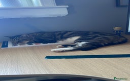 Mixed Breed cats for sale: Noah - 7 year old tabby cat - Image 6