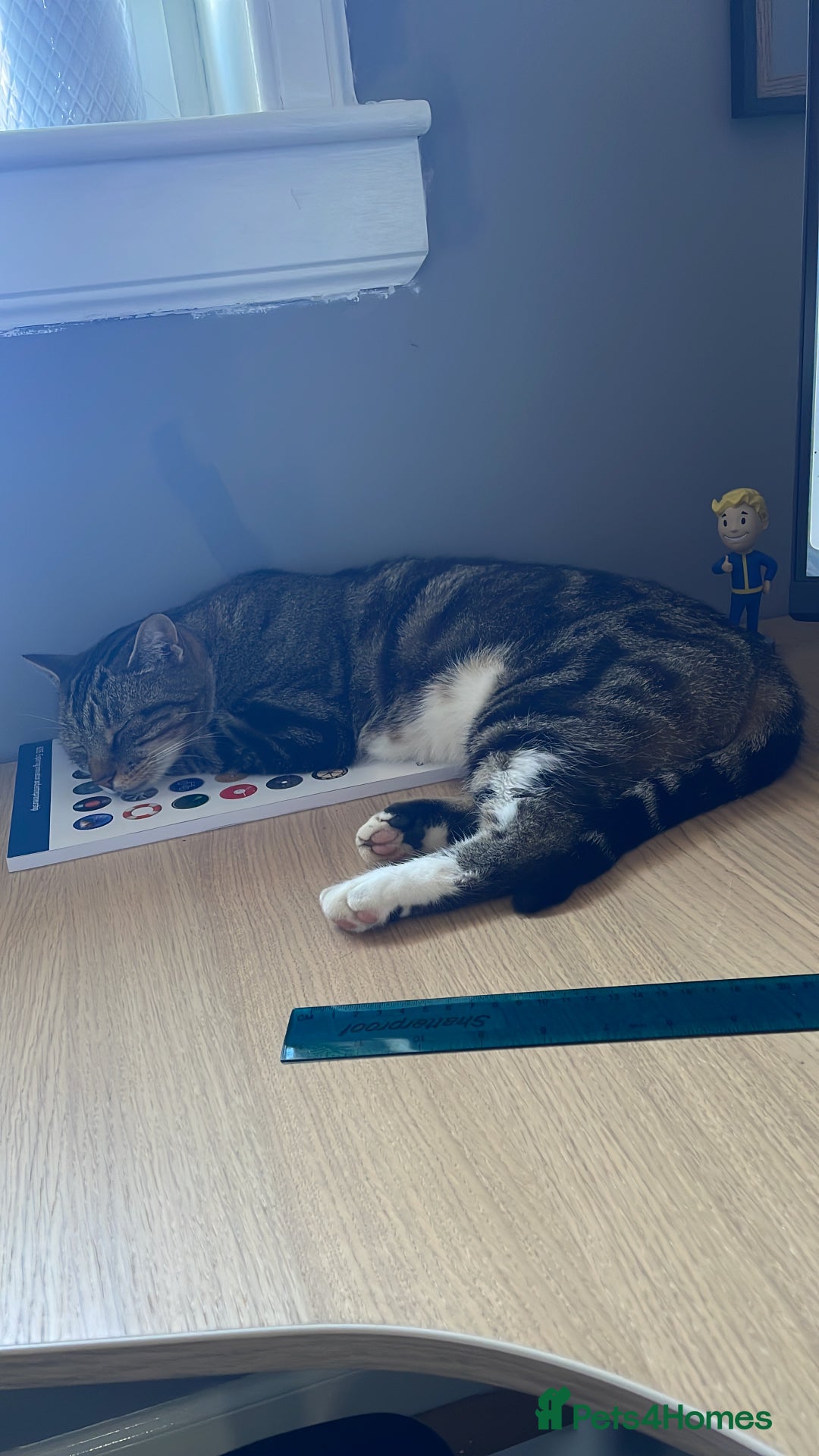 Mixed Breed cats for sale: Noah - 7 year old tabby cat - Image 6