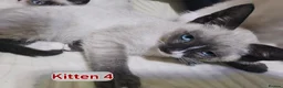 Snowshoe cats for sale: Rare pedigree snowshoe kittens - Advert 34