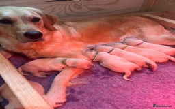 Golden Retriever dogs for sale: Golden retriever puppies  - Image 3