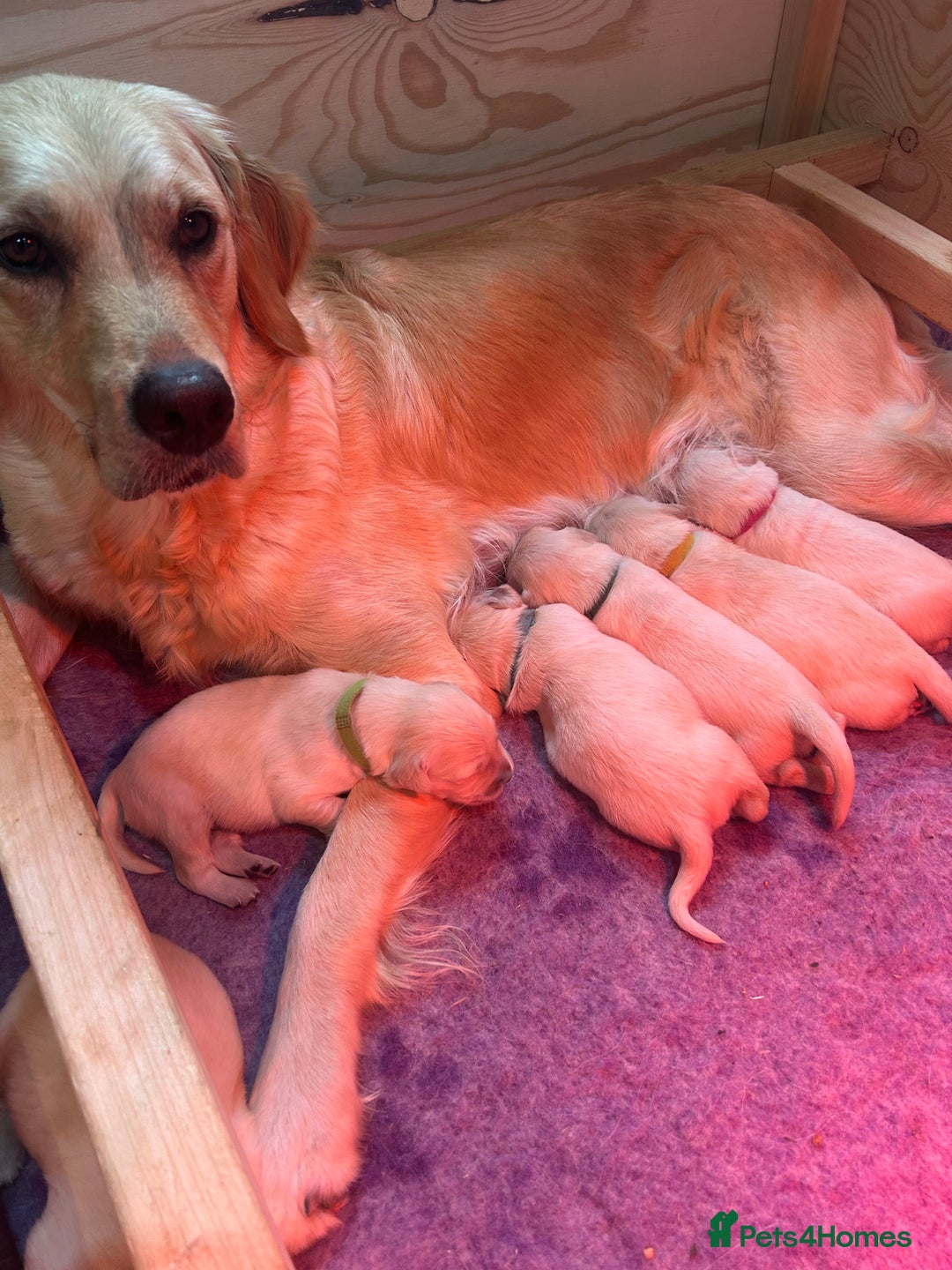 Golden Retriever dogs for sale: Golden retriever puppies  - Image 3