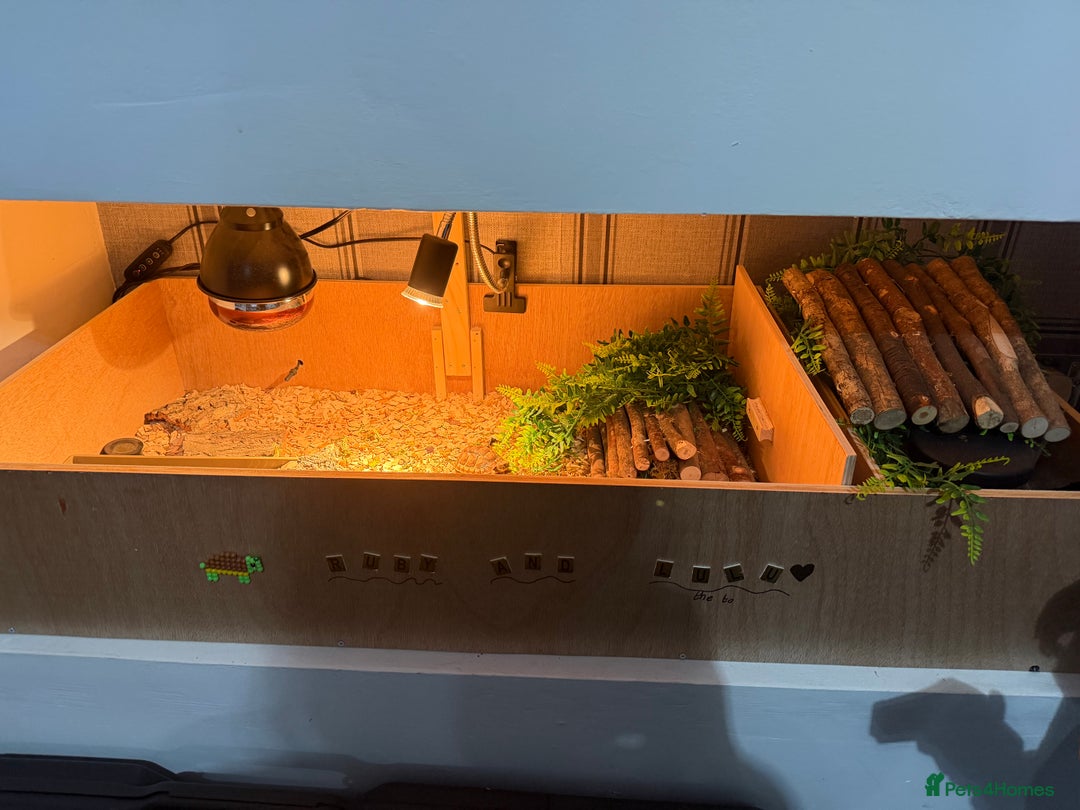 Tortoise reptiles for sale: Tortoise and table  - Advert 3