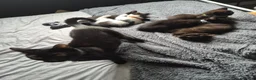 British Shorthair cats for sale: 5 British short hair kittens for sale - Advert 3