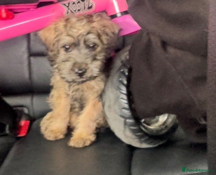 Mixed Breed dogs Beautiful Poodle Cross Puppy - Advert 3