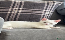 British Shorthair cats for sale: All white British short hair female cat  - Image 2