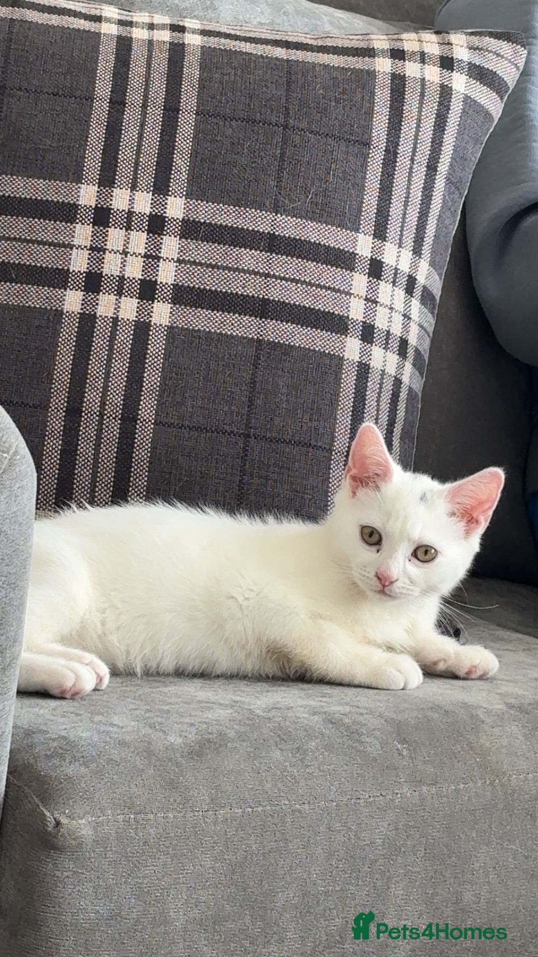 British Shorthair cats for sale: All white British short hair female cat  - Image 2