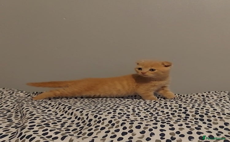 British Shorthair cats - Advert 13