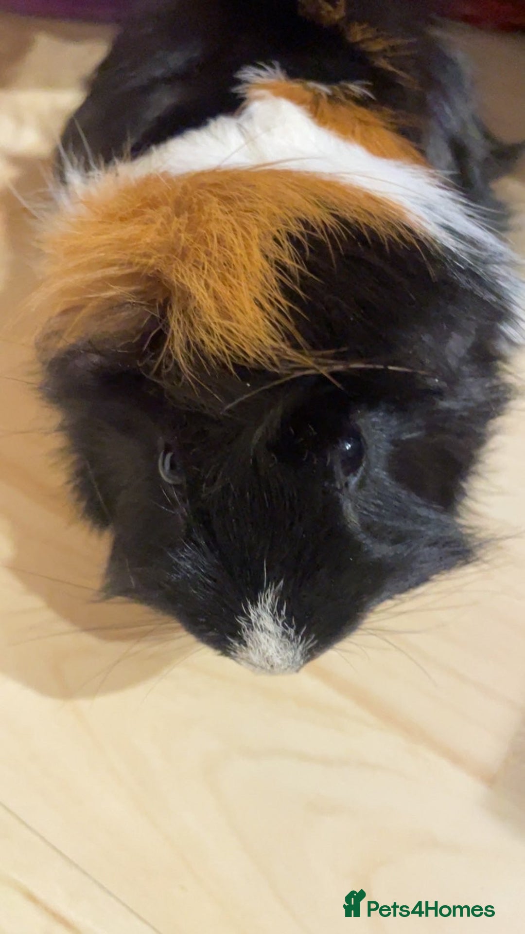 Guinea Pig rodents for sale: Male guinea pigs for sale - Advert 7