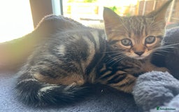 Domestic Shorthair cats for sale: 6 beautiful kittens for sale. - Image 21