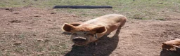 Pig livestock for sale: Kune kune piglets - Advert 2