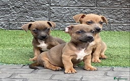 Jack Russell dogs for sale: Really now - Image 1