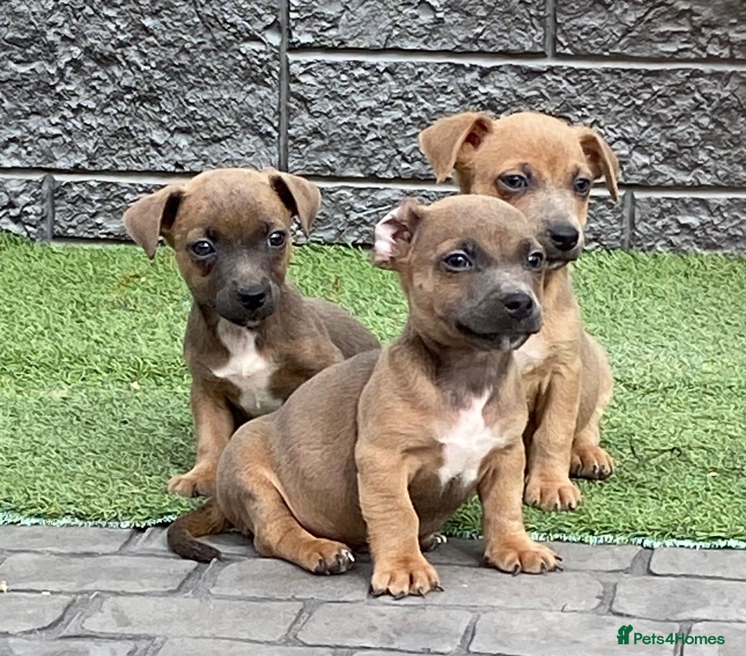Jack Russell dogs for sale: Really now - Image 1