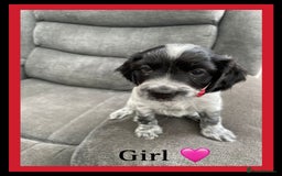 Sprocker dogs for sale: Sprocker Spaniel puppies  - Image 5