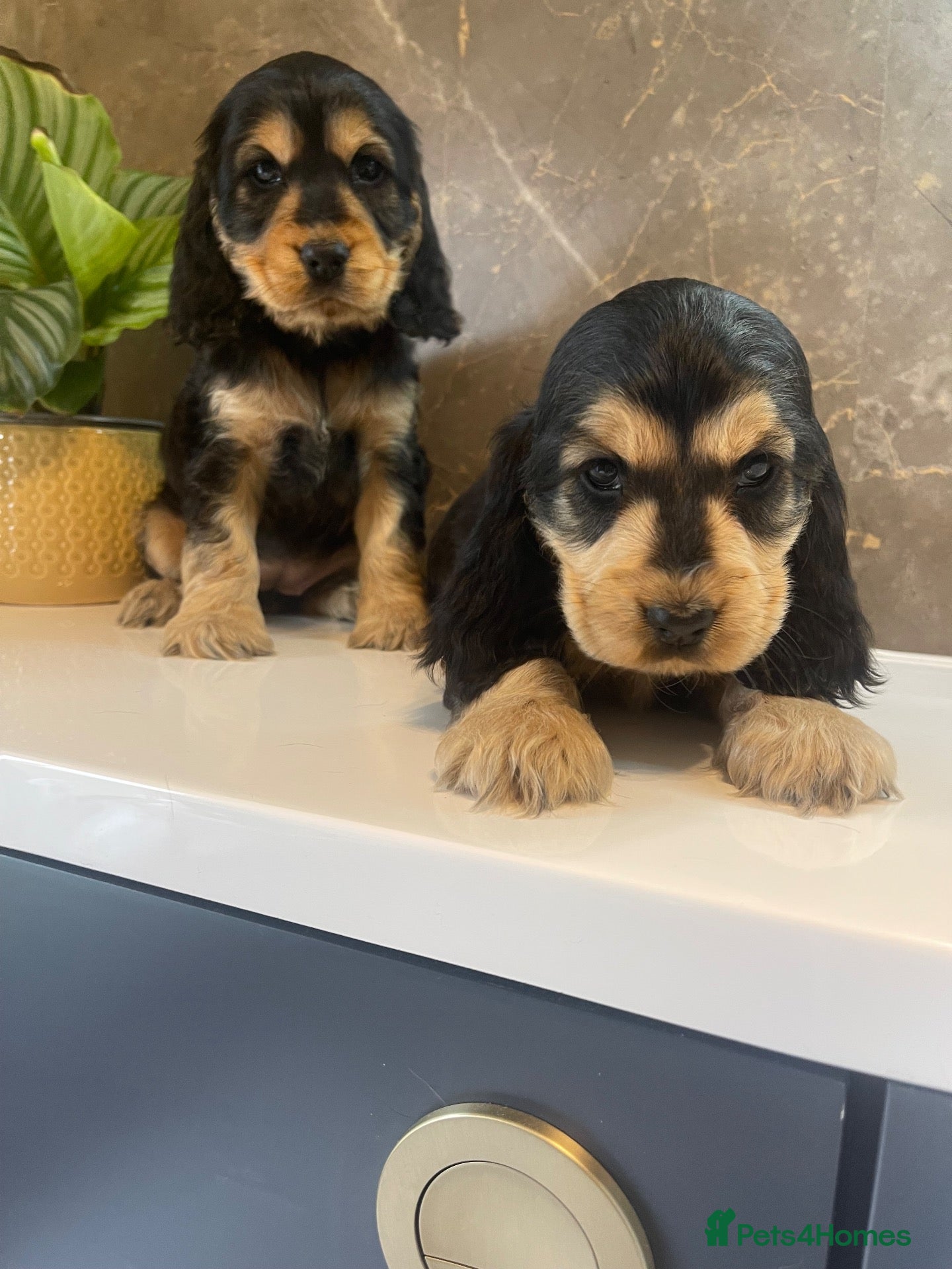Cocker Spaniel dogs for sale: Ready now 🏡 KC Registered Show Cockers  - Advert 15