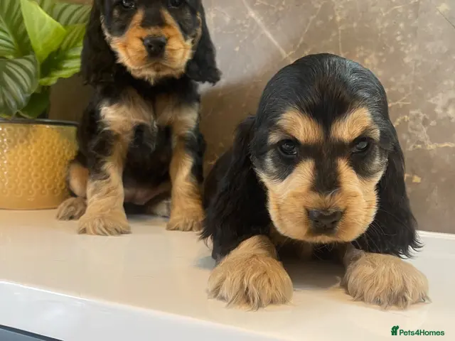 Cocker Spaniel dogs for sale: Ready now 🏡 KC Registered Show Cockers - Advert 15