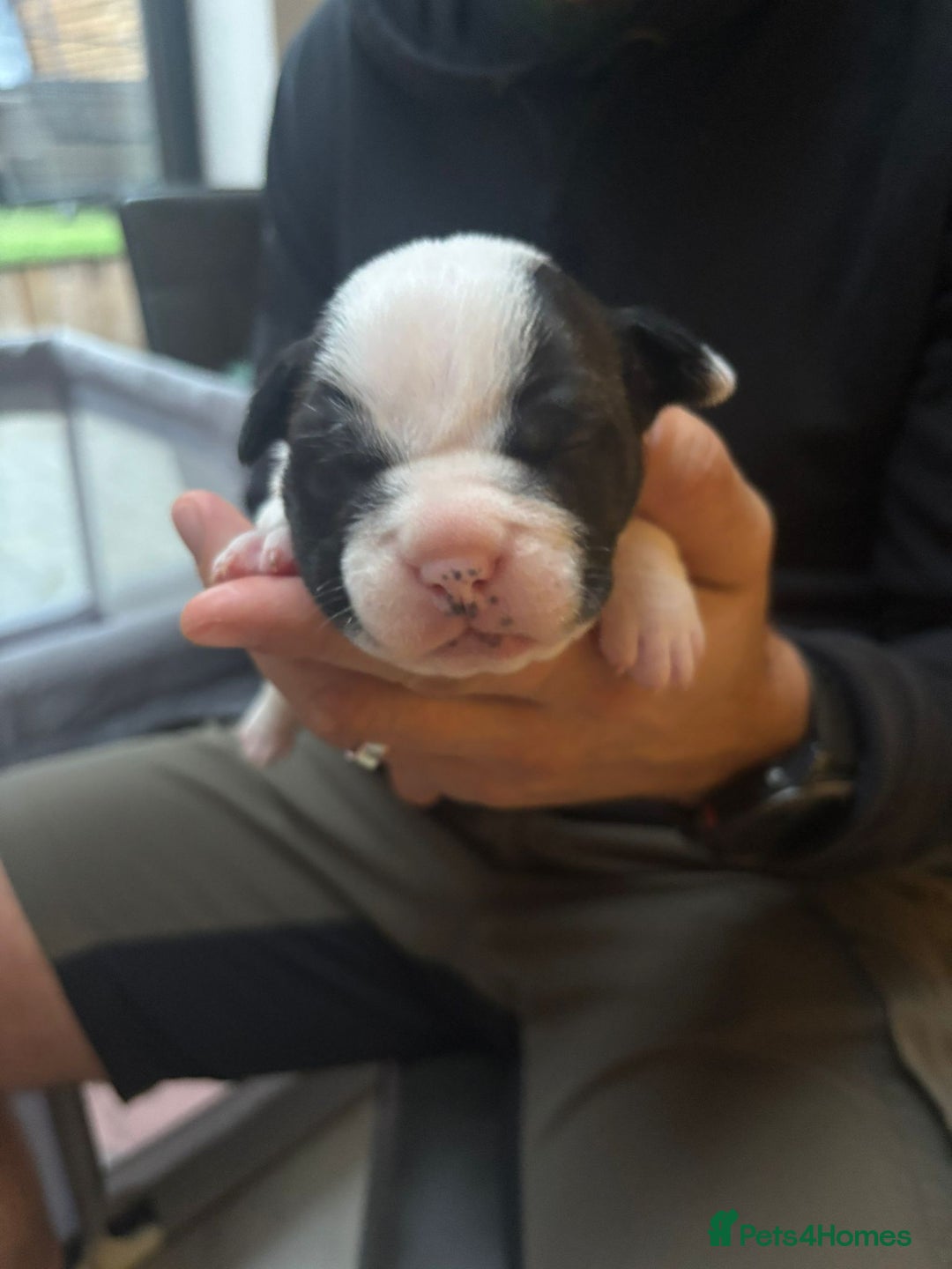 Mixed Breed dogs for sale: English Bulldog Staff Mix (Old Tyme Bulldog) - Image 9