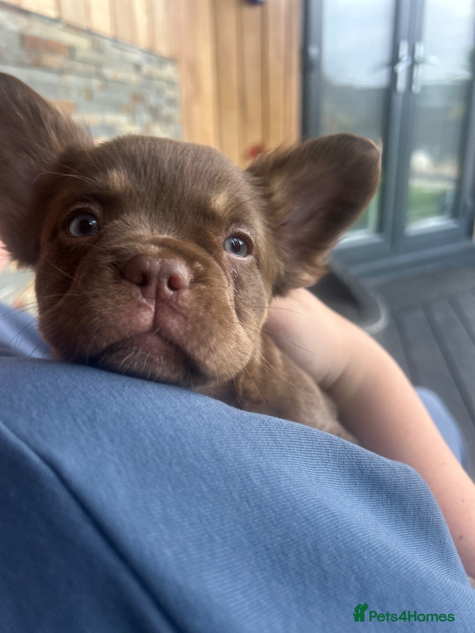 French Bulldog dogs Fluffy Frenchies 2 girls ready - Advert 2