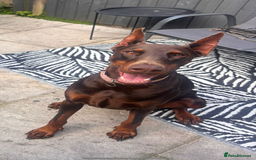 Dobermann dogs for sale: ⭐️ Pregnancy confirmed FULL EUROPEAN DOBERMANN ⭐️ - Image 6