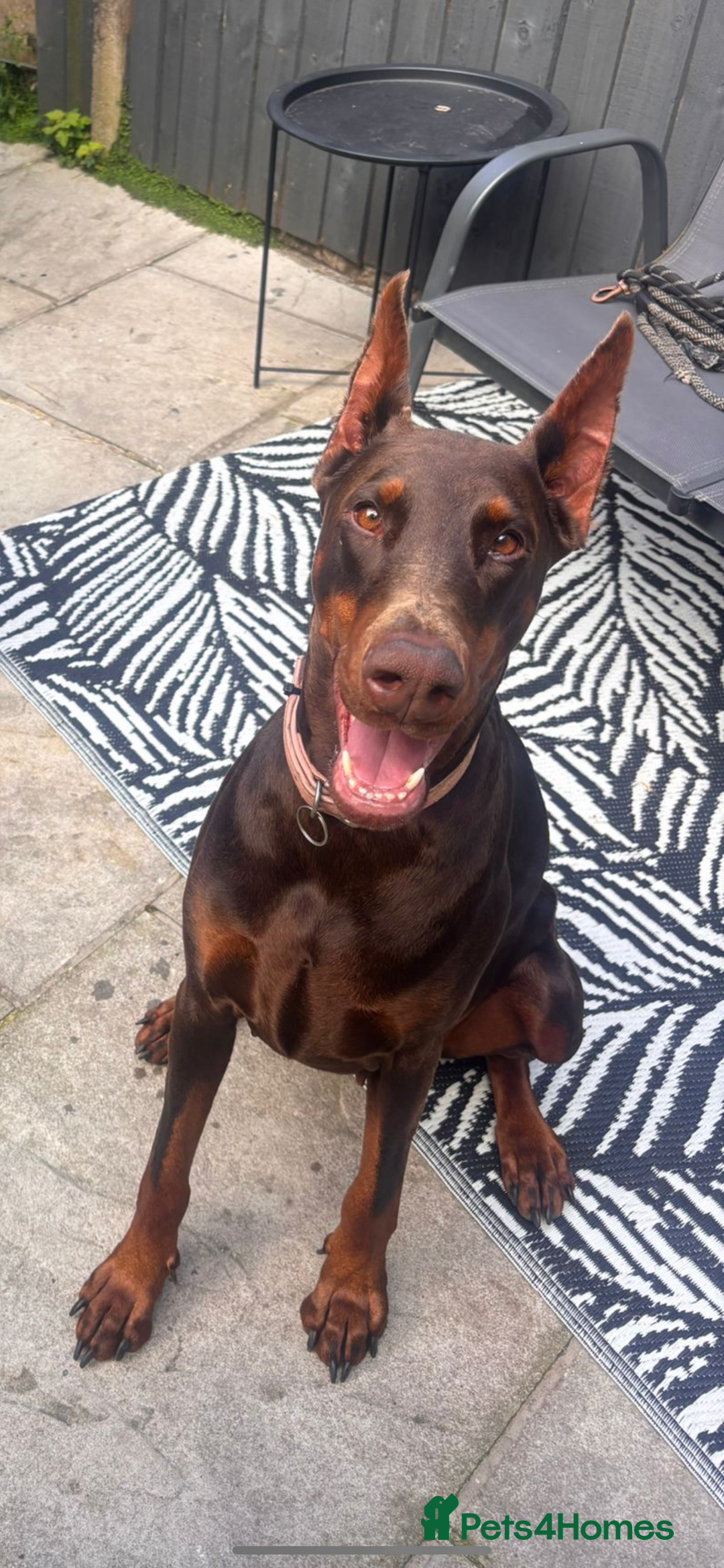 Dobermann dogs for sale: ⭐️ Pregnancy confirmed FULL EUROPEAN DOBERMANN ⭐️ - Image 6