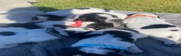Cocker Spaniel dogs for sale: Pedigree Roan Cocker Spaniel puppies - 3 boys left - Advert 26