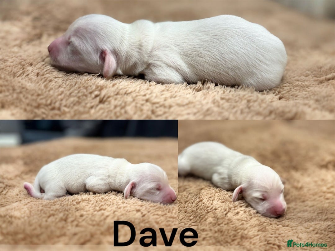 Miniature Dachshund dogs for sale: KC Registered Cream Long Hair Miniature Dachshunds - Advert 36