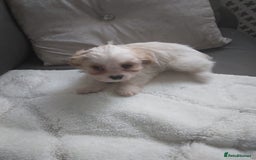 Cavapoo dogs for sale: Cavapoo - Advert 2