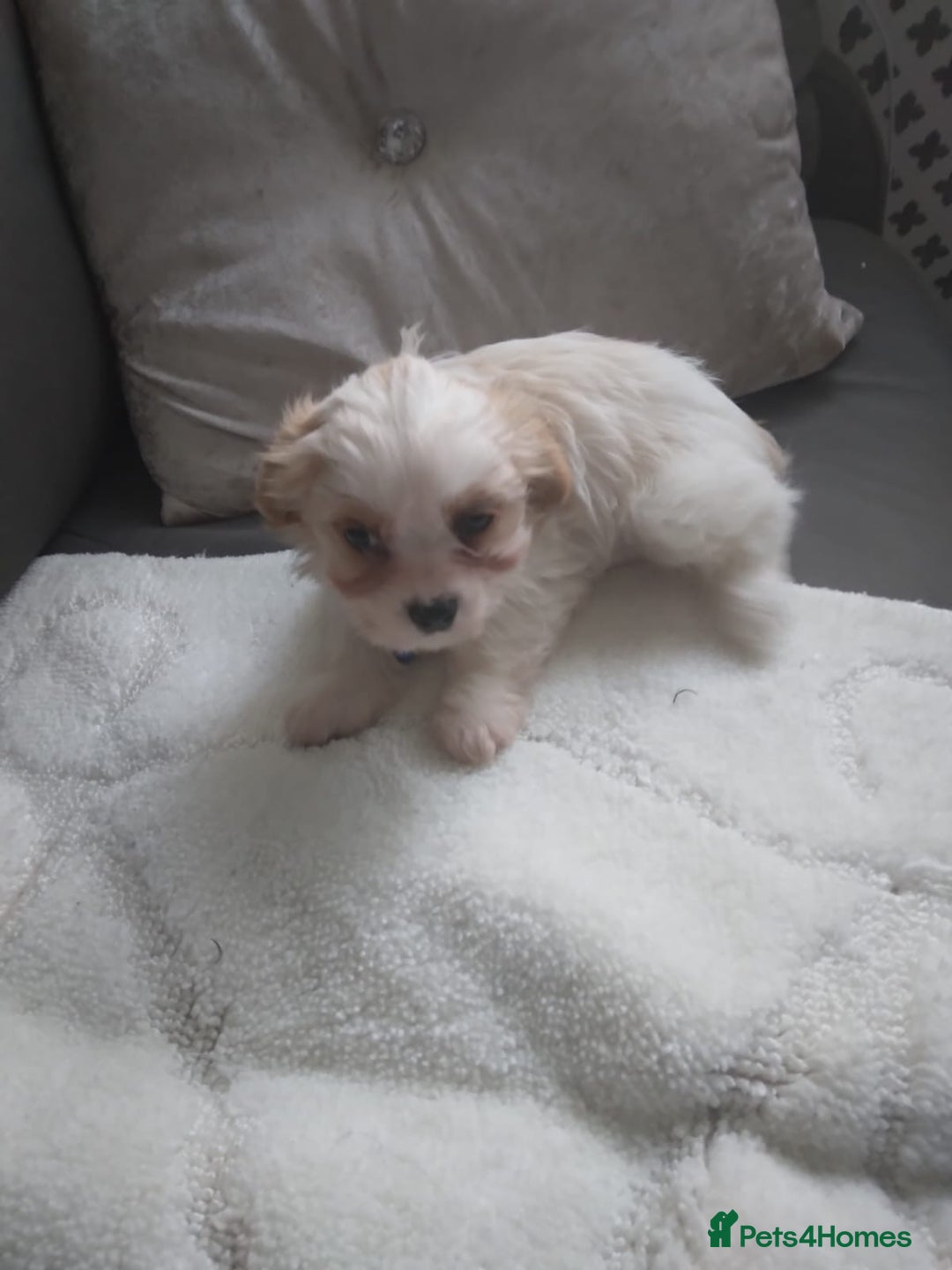 Cavapoo dogs for sale: Cavapoo - Advert 2