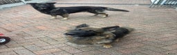 German Shepherd dogs for sale: 2 beautiful German Shepherd sisters - Advert 2