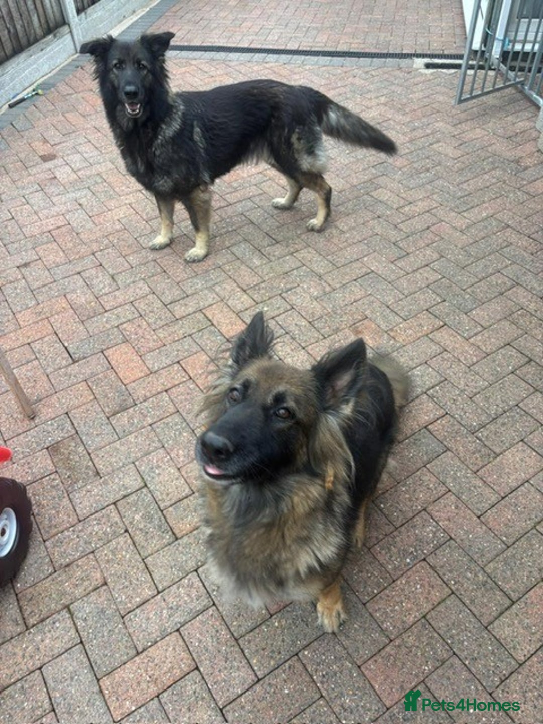 German Shepherd dogs for sale: 2 beautiful German Shepherd sisters - Advert 2