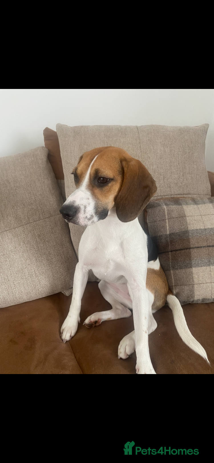 Mixed Breed dogs Molly  - Advert 6