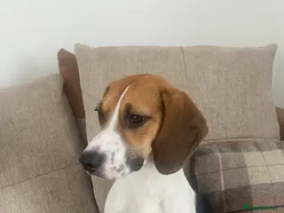 Mixed Breed dogs Molly - Advert 6